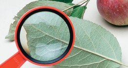 Алимны модны навчийг шалгаж байгаа нь