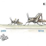 Az egyenesszárnyú rovarok élete