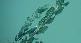 Түрүүлэг түмэлж