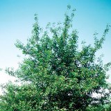 Исгэлэн интоорын мод