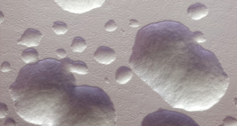 E. coli бактерийн колони оригиналь өнгөөрөө (цагаан)