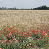 Улаан буудай