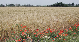 Улаан буудай