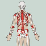 Formation places of blood cells