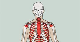 Цусны эсүүд үүсдэг газрууд