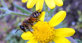 Цэцгэн дээрх зөгий