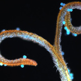 Багваахай цэцгийн хэсэг цэцгийн тоосны хамт