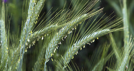 Улаан буудай