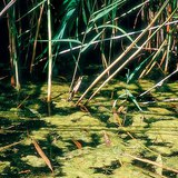 Ногоон замаг