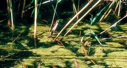 Ногоон замаг