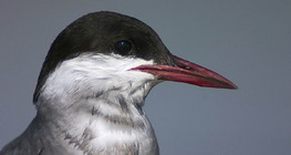 Цагааншанаа хараалзай