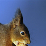 Хушга цөмж буй хэрэм