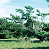 Зөвхөн нэг чиглэлд үлээх салхины нөлөө