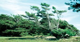 Зөвхөн нэг чиглэлд үлээх салхины нөлөө