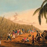 William Clark: Cutting the Sugar Cane, Antigua