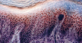 Хүний хурууны арьсны рецептор бүхий хөндлөн огтлол