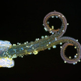 Dandelion stigma with pollen (in UV light)