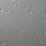 Дрозофила авгалдайн цусны улаан эсүүд