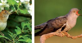 Алтан гургалдай болон хөхөө