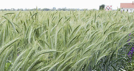 Улаан буудай