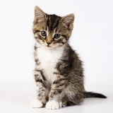 Муурын зулзага