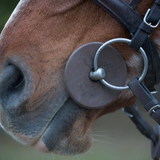 Хазаартай морь