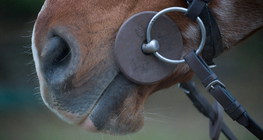 Хазаартай морь