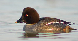 Алаг шунгагч (эмэгчин)