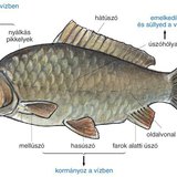 A halak vízi életmódhoz alkalmazkodott szervei