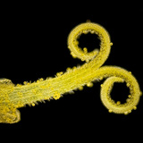 Багваахай цэцгийг бүрдүүлэх олон жижиг цэцгийн нэг нь (цагаан гэрэлд, харанхуй дэвсгэр дээр)