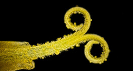 Багваахай цэцгийг бүрдүүлэх олон жижиг цэцгийн нэг нь (цагаан гэрэлд, харанхуй дэвсгэр дээр)