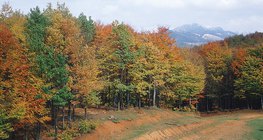 Намрын улирлын навчит ой