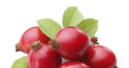 Нохойн хошуу