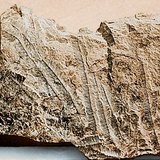 Чулуужсан олдвор бүхий далайн шохойн чулуу