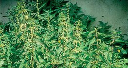 Халгайн бут