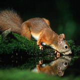 Ус ууж буй хэрэм