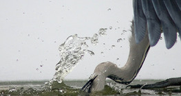 Загасчилж буй хөх дэглий