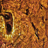 Хүний хурууны арьсны хөндлөн огтлол