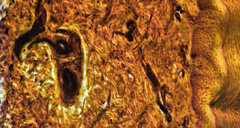 Хүний хурууны арьсны хөндлөн огтлол