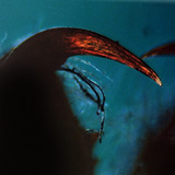 Аалзны хорт үзүүртэй хатгуур