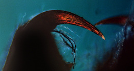 Аалзны хорт үзүүртэй хатгуур