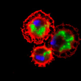 Дрозофилагийн цусны эсүүд (улаан) бактерийг залгиж байна (ногоон)