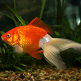 Алтан загас