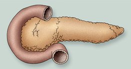 Нойр булчирхай
