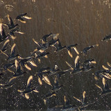 Зэрлэг нугаснууд