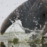 Загасчилж буй хөх дэглий