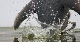 Загасчилж буй хөх дэглий