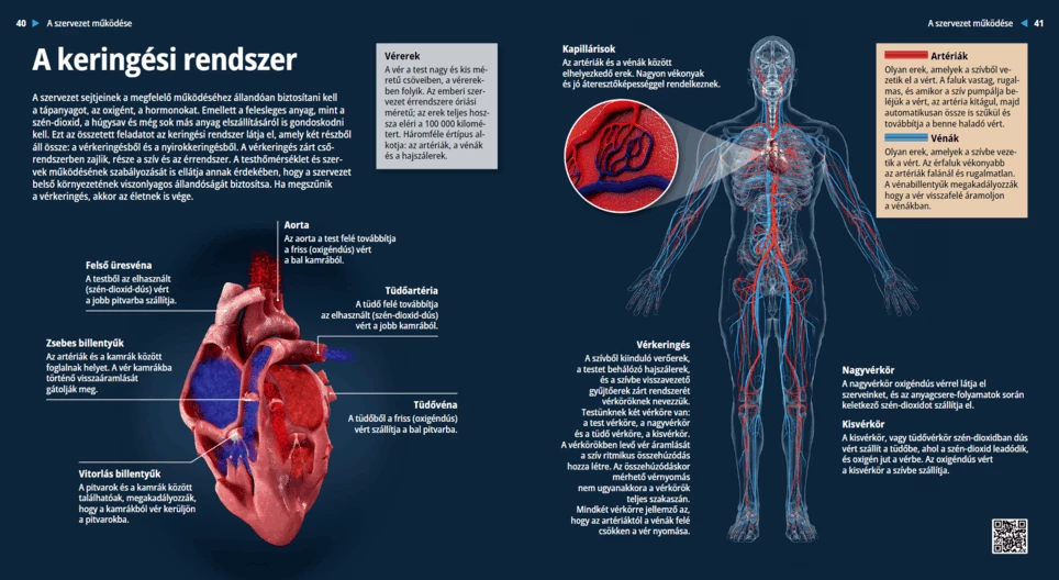 The Circulatory System