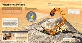 Spiders: Creepy Critters