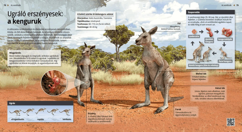 Kangaroos: Bouncing Brooders